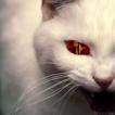 WhiteCat